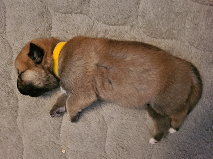 chinook dog